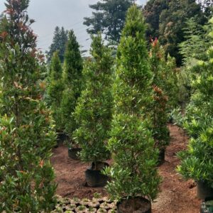 Jual Pohon Pucuk Merah