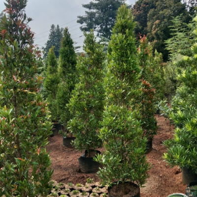 Jual Pohon Pucuk Merah