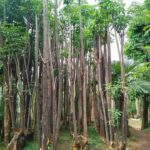 Jual Pohon Pule Harga Murah Siap Bantu Proses Pengiriman