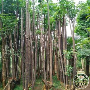 Jual Pohon Pule Harga Murah Siap Bantu Proses Pengiriman