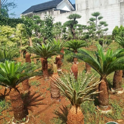 Jual Pohon Sikas