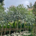 Jual Pohon Tabebuya Murah & Siap Tanam | Harga Tabebuya Kuning, Pink, Ungu & Bibit Tabebuya Terbaru