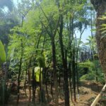 Jual Pohon Trembesi Harga Murah Siap Bantu Penanaman