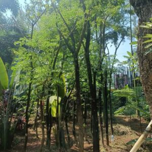 Jual Pohon Trembesi