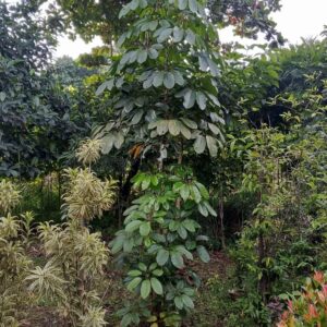 Jual Pohon Walisongo