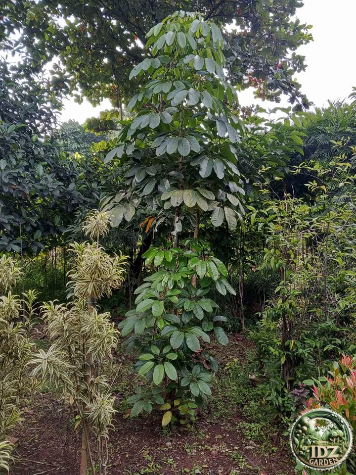 Jual Pohon Walisongo