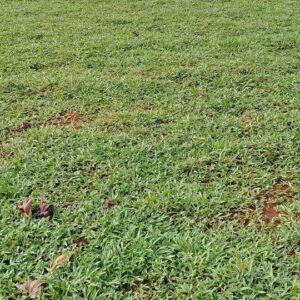 Jual Rumput Gajah Biasa Harga Murah Siap Bantu Penananaman