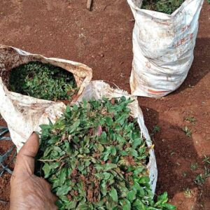 Jual Rumput Gajah Mini