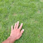 Jual Rumput Swiss Harga Murah Siap Kirim