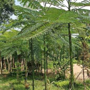 Jual Solobium Parahyba Pakis Brazil
