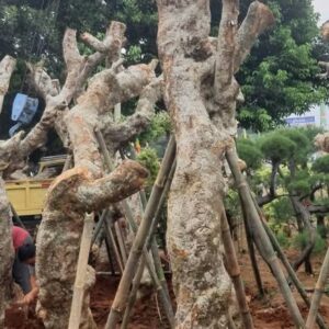 Jual pohon Kamboja Fosil