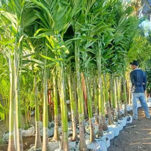 Jual Pohon Palem Putri Murah & Siap Tanam | Harga Palem Putri Berbagai Ukuran, Batang Besar & Tinggi 2–3 Meter