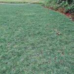 Jual Rumput Golf Asli Harga Murah Siap Tanam