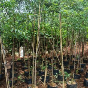 Jual Pohon Ekaliptus