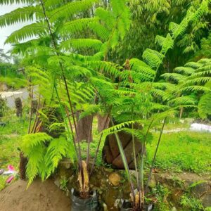 jual pohon pakis monyet