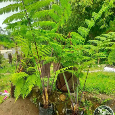 jual pohon pakis monyet