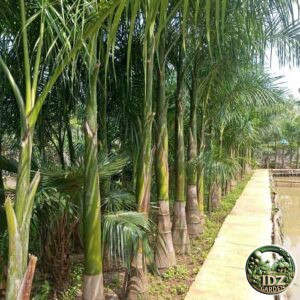 jual pohon palem raja