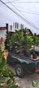 Pemasangan Pohon Ketapang Biola Untuk Masjid