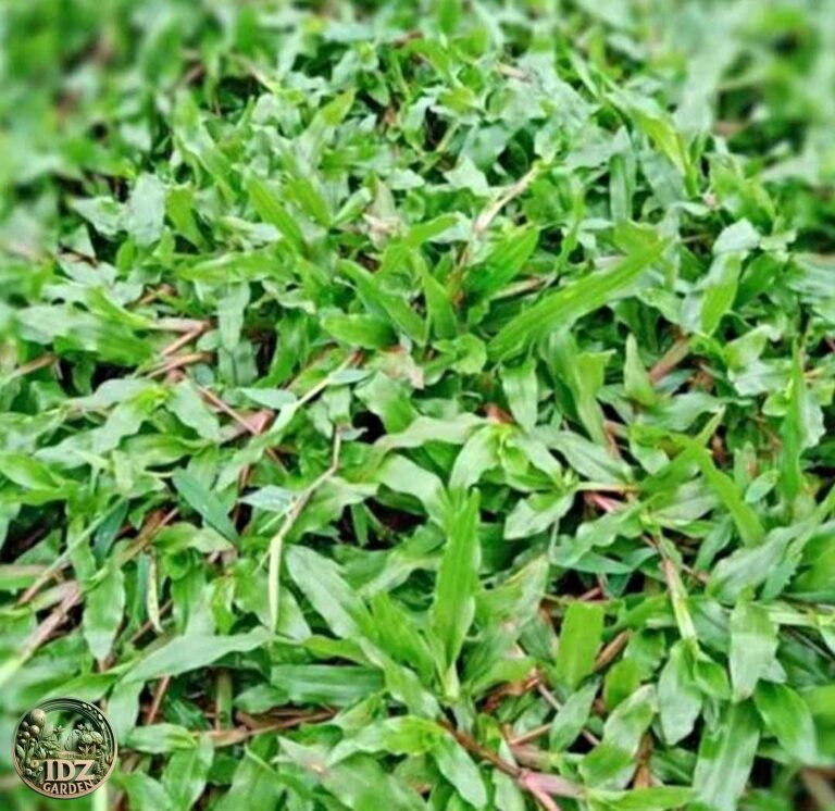 Cara Menanam Rumput Gajah Biasa pada Lahan Terbuka