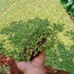 Jual Rumput Gajah Mini Varigata - foto 2
