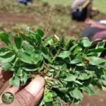 Jual Rumput Gajah Mini Terdekat Untuk Taman - foto 2