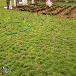 Jual Rumput Swiss - foto 3