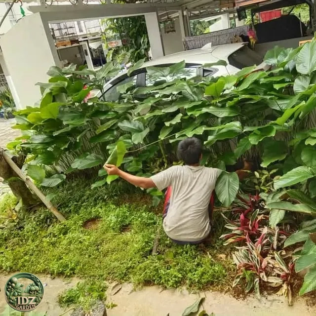 Perapihan dan Pembuatan Taman Kering