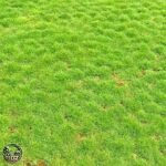 Jual Rumput Swiss - foto 2