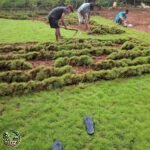 Jual Rumput Swiss - foto 4