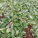 Jual Rumput Gajah Mini Varigata - foto 1
