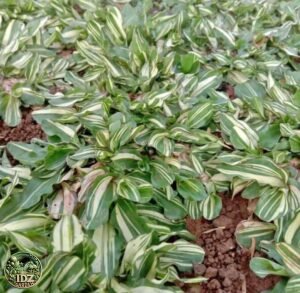 Jual Rumput Gajah Mini Varigata