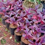Jual Pohon Adam Hawa Harga Rp. 15.000an Siap Kirim - foto 2