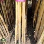 Bambu Kuningmurah