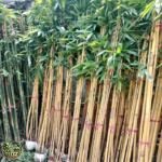 Bambu Kuningmurah