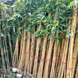 Jual Bambu Kuning Hias untuk Pagar Harga Rp45.000 per Rumpun