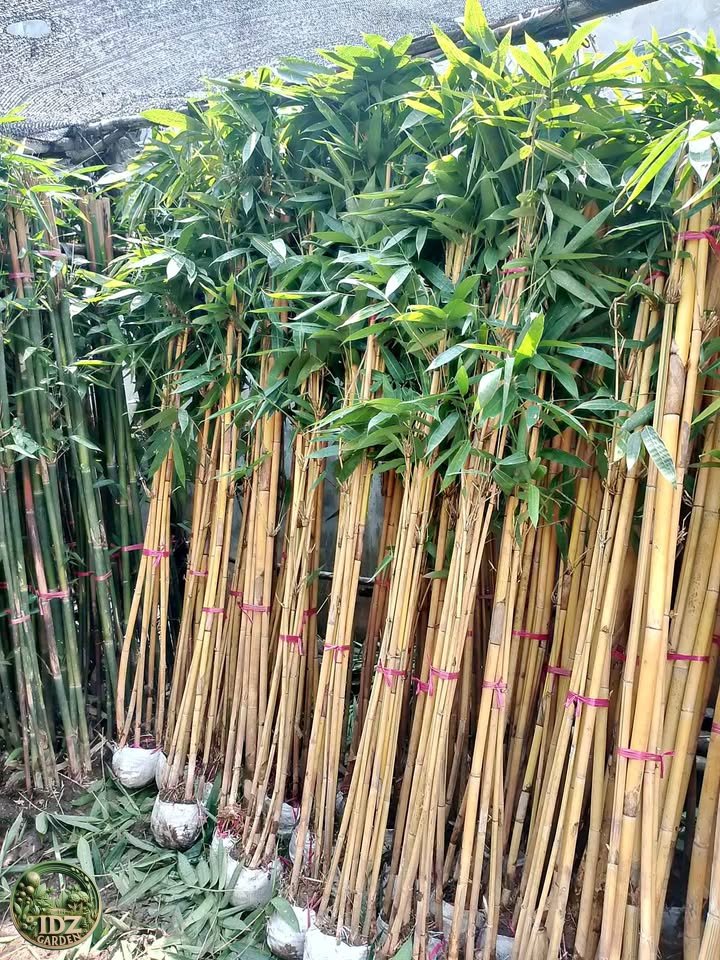 Bambu Kuningmurah
