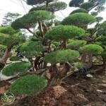 Bonsai Cemara Udang