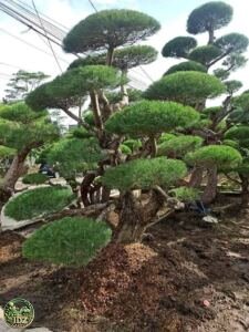 Jual Pohon Bonsai Cemara Udang Harga Mulai Rp 8.500.000