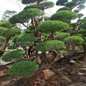Jual Pohon Bonsai Cemara Udang Harga Mulai Rp 8.500.000