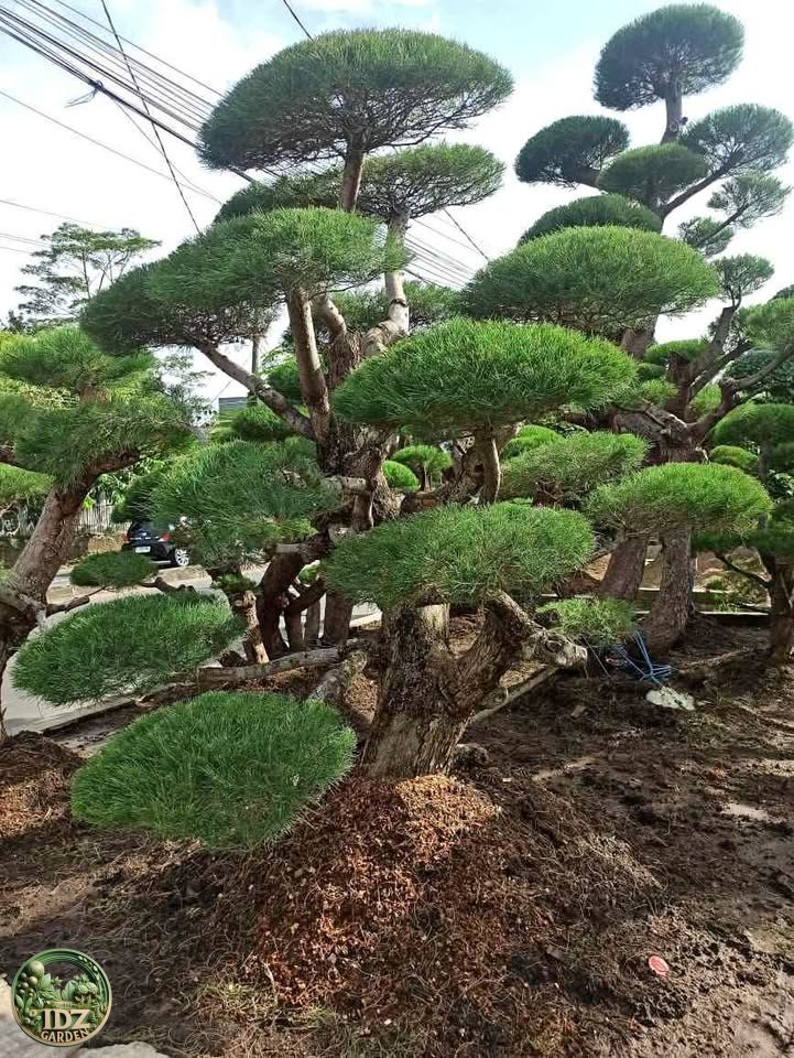 Bonsai Cemara Udang