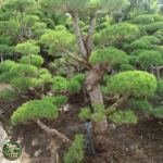Jual Pohon Bonsai Cemara Udang Harga Mulai Rp 8.500.000 - foto 3