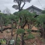 Jual Pohon Bonsai Cemara Udang Harga Mulai Rp 8.500.000 - foto 2