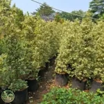 Jual Pohon Beringin Kupu-kupu Harga Mulai Rp.350.000an - foto 3