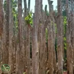 Harga Pohon Bungur