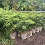 Harga Pohon Cemara Norflok