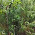 Harga Pohon Cemara Pinus