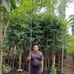 Jual Pohon Eucalyptus Rainbow - foto 2