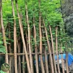Harga Pohon Flamboyan
