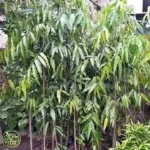 Harga Pohon Glodokan Tiang