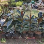 Jual Pohon Karet Kebo Daun Hitam Harga Mulai Rp.70.000 - foto 1